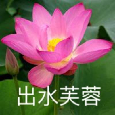 最新阿瓦隆之王bt版下载